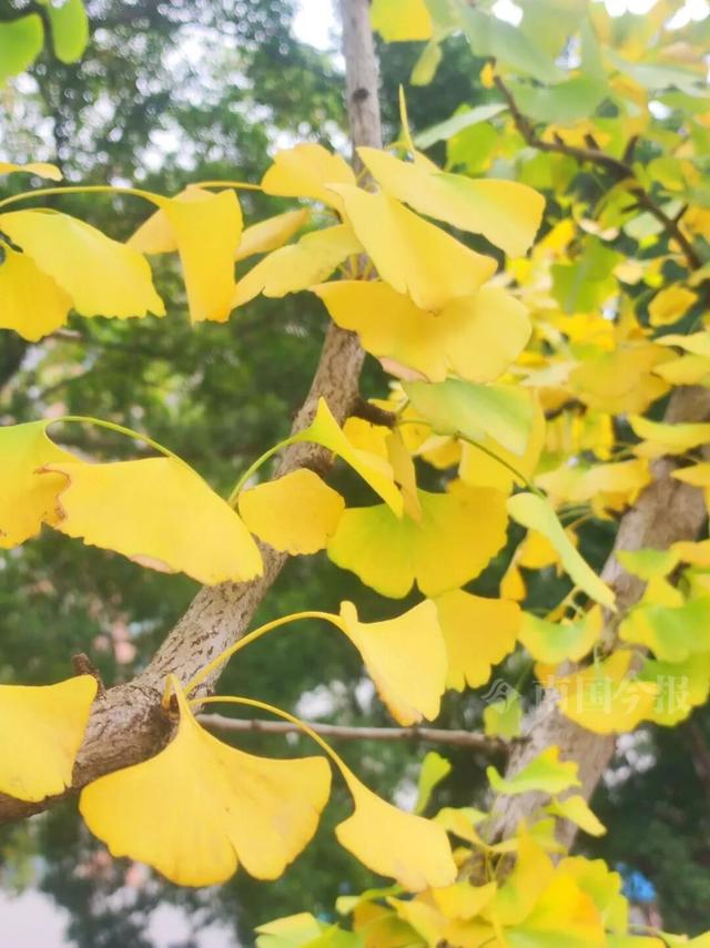 柳州近期涌现了多个网红点，去没去过都看过来！