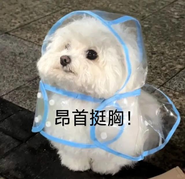 “世界七大洲最大的是贵州！”为了给家乡文旅做宣传，贵州人开启“随地大小喊”模式