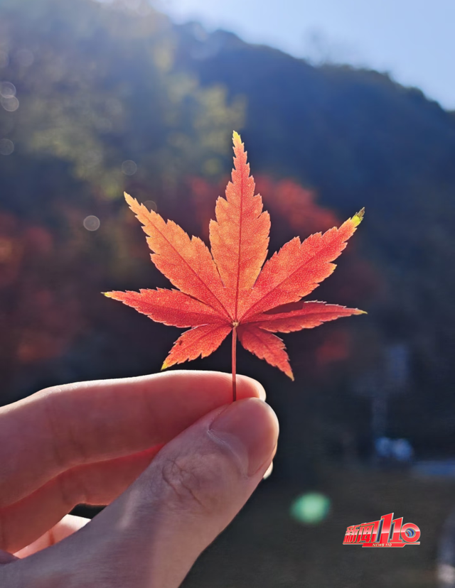 红了！红了！不少福州人都出动了......下周憋大招，强冷空气这天杀到