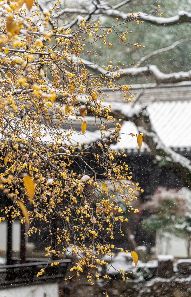 宜兴一下雪，就美成了阳羡！