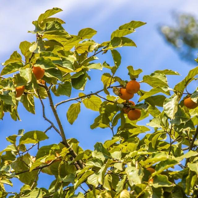 又是一年秋好处