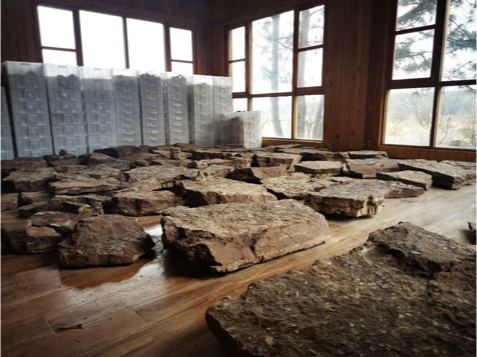 这个小盒子里的化石材料，产生了非常多举世瞩目的成果，有十几篇顶刊文章｜卢静 一席少年第36位讲者