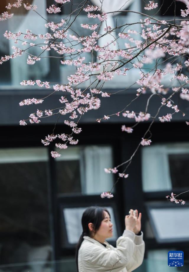 美丽中国丨万亩山花迎春来 山乡美景助共富