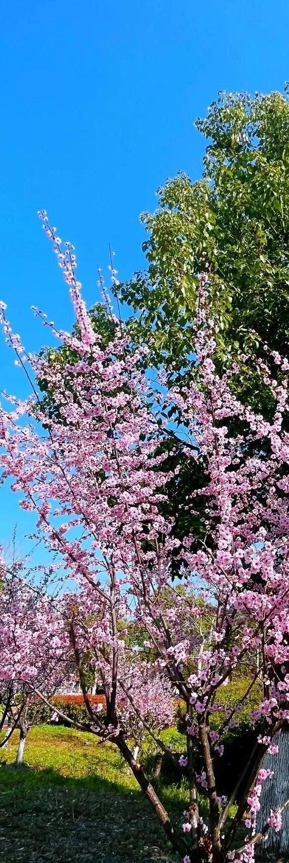 四季流转，青浦这座公园的颜值从来不掉线！