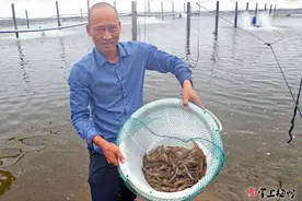 精细化养虾  产业化发展！大埔县湖寮镇双坑村发展基围虾养殖，助力“百千万工程”图片