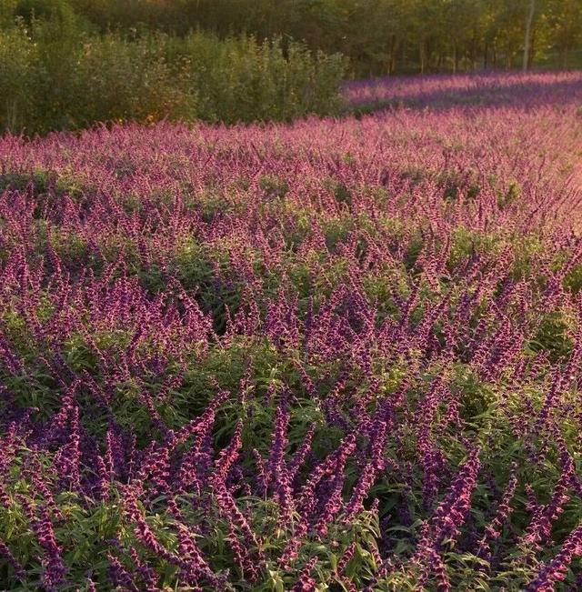 地肤、格桑花、向日葵…来金山这里赏花→