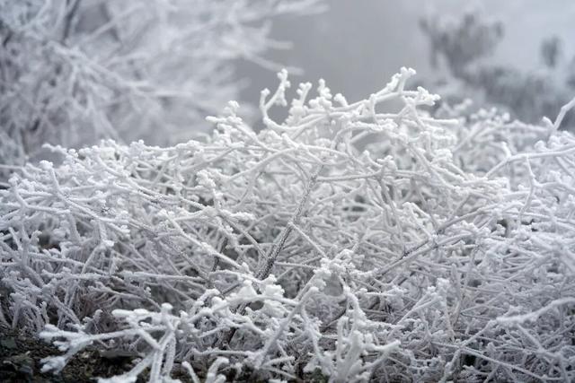 冬日限定！贵州的雾凇秘境藏不住了