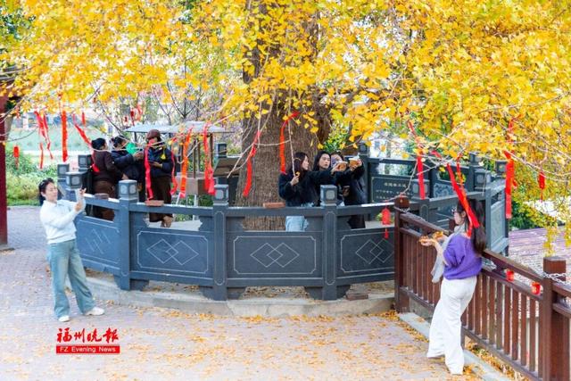 黄了！红了！福州大面积上新！颜值高峰！