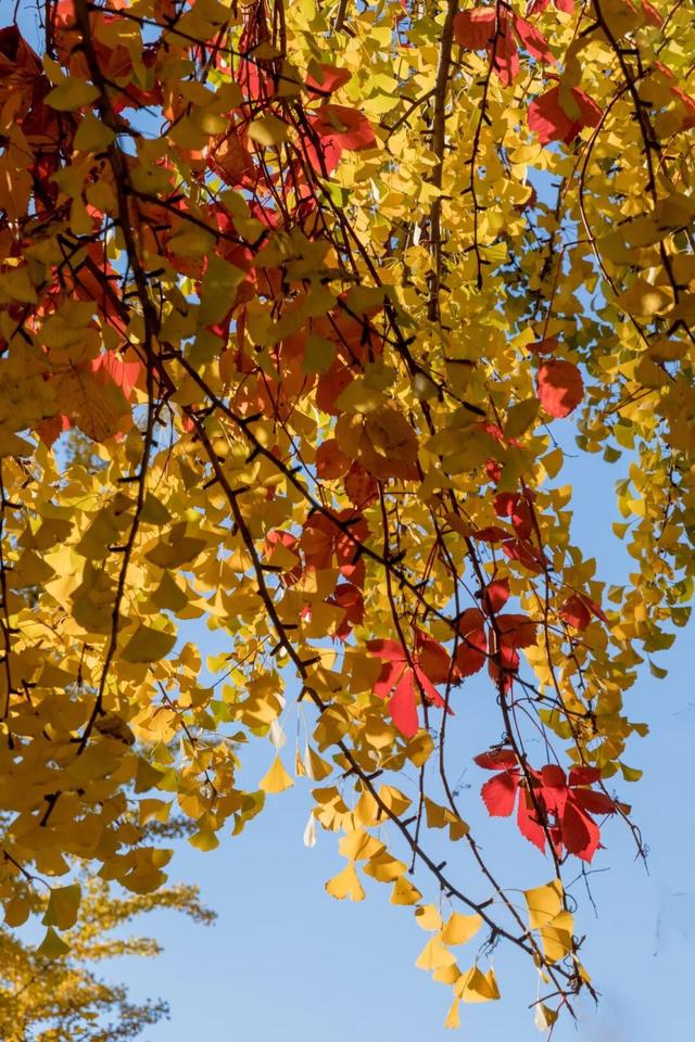 再见十月的圆明园！在时光褶皱里寻秋日诗韵。