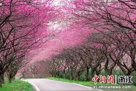 十里梅花香雪海 游客感受“长兴红”视觉盛宴图片
