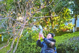 合肥多处公园蜡梅凌寒绽放图片