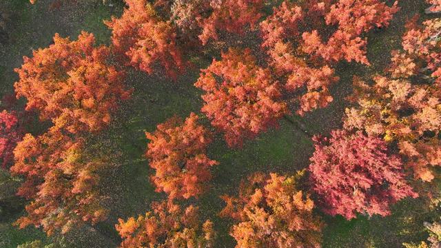 醉美金秋！一起邂逅什川古梨园的百年浪漫！