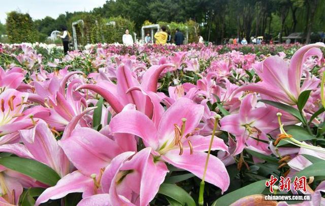 国庆中秋假期里的“花地毯”——石家庄植物园草花扮靓金秋