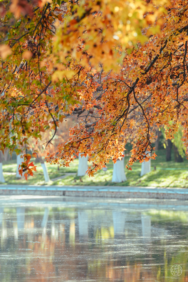 东湖这四处绝美秋景，出片率100%