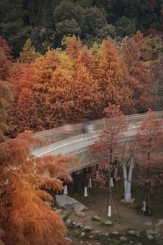 杉树红了！江西这些地方拍“红杉”大片超赞