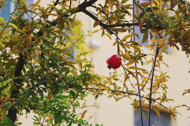 日照街道的这些地方！美极了！