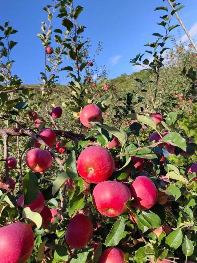 【冬季暖阳 凉山不凉】最全美食美景旅行攻略出炉！第一次来泸沽湖旅游必看！