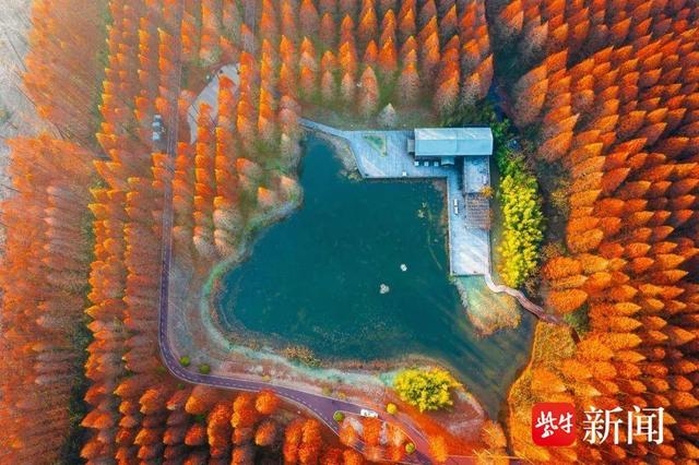 黄海森林：红杉入画来，赏景正当时