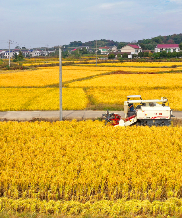 丰收宴、打糍粑 、85折券逛吃...长沙县首届徒步健身走报名启动→