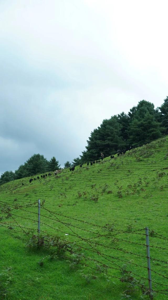 与大地同频呼吸！这个秋天，总要去寻甸草原秘境寻找下自己的“阿勒泰”时刻了