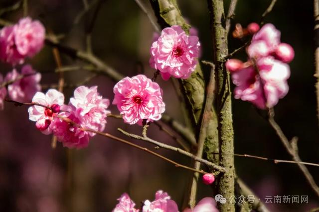 冬樱花、梅花、郁金香、虞美人......昆明最全赏花攻略请查收