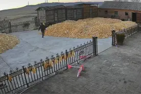 黑龙江老虎进村伤人后续：东北虎豹国家公园管理局最新回应图片