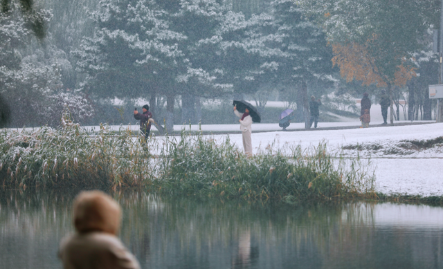 “白雪滤镜”加持，哈尔滨美成童话！熊猫撒欢、雪映枫叶，一起看雪趣大片——