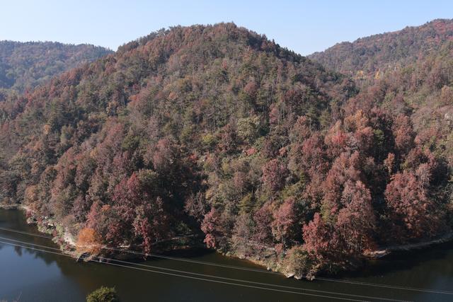 武汉一景区秋叶已进入最佳观赏期：可持续近两个月，共5千多亩枫树和3万多株银杏