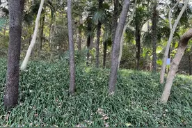 机智应对！散步遇上野猪出没，姐弟俩上树报警求救图片
