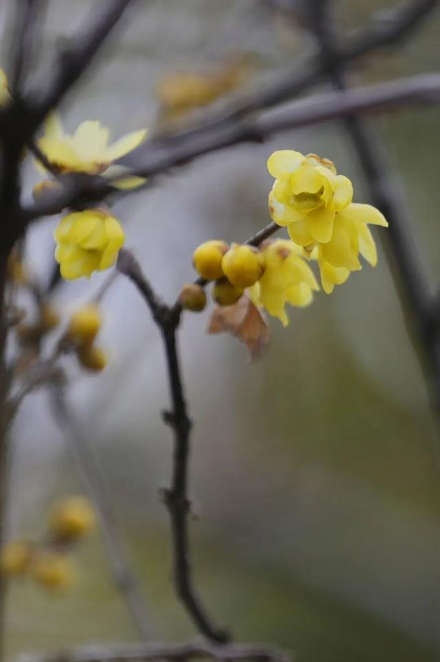 开了！开了！南湖，pong香！