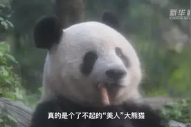 全球连线 | 日本大熊猫粉丝团来四川看望“香香”，这位摄影师让人泪目图片