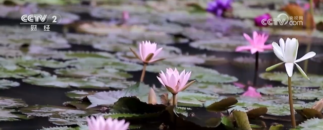 “秋日经济”活力满满 “赏秋+”催动文旅消费“热”力四射