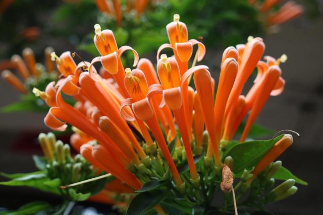 繁花缀巷，彩叶暖冬！沾益的冬日藏着云南生活的浪漫