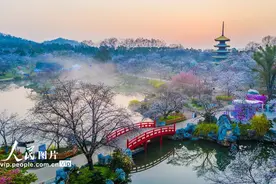 湖北武汉：东湖樱花绽放图片