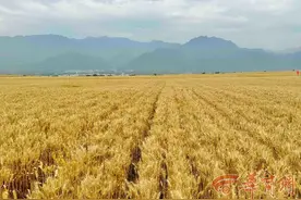 风吹麦浪 秦岭山下的麦子熟了图片