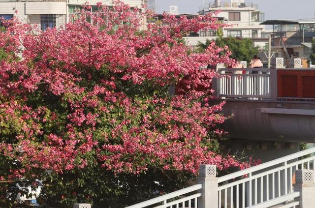 新晋打卡点！泉州市区这些限定“花海”全都美翻了……