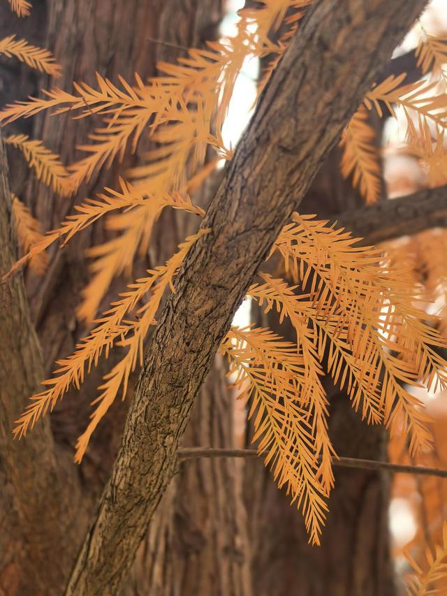 晚潮｜长乐初冬暖融融