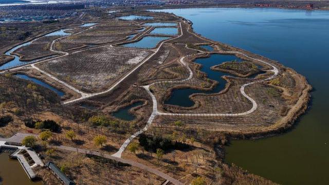 芦苇绘景 候鸟翩跹 官港森林公园初冬生态画卷灵动迷人