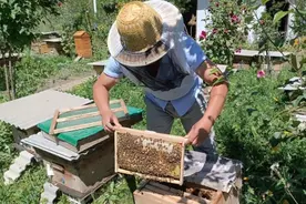 临潭：小蜜蜂“酿”出大产业图片