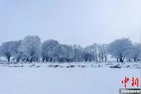 内蒙古大兴安岭雾凇晶莹纯净 雪景宛若冰雪童话世界图片