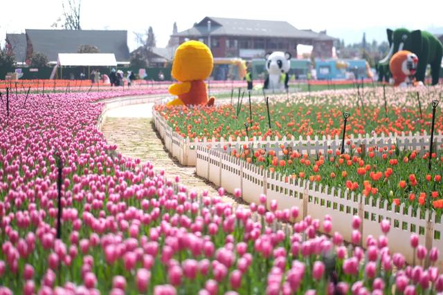 冬樱花、梅花、郁金香、虞美人......昆明最全赏花攻略请查收