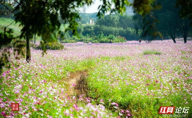 秋游时刻丨在安乡书院洲，被格桑花海和柳林清风彻底治愈了