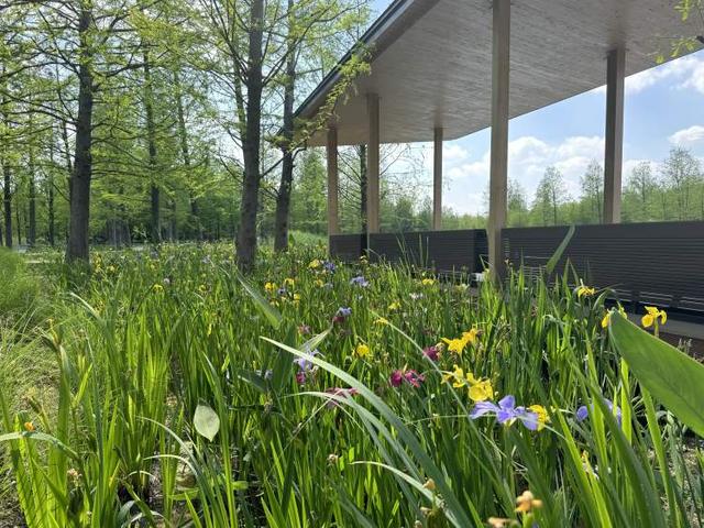 三林水森林未开先火，网络疯转“潜入攻略”！记者探访：确有不少游客；建设方：今年内完工，请静待开放