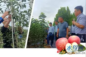 苹果领域“最强大脑”齐聚蓬莱 研讨苹果砧木与品种组合经验图片