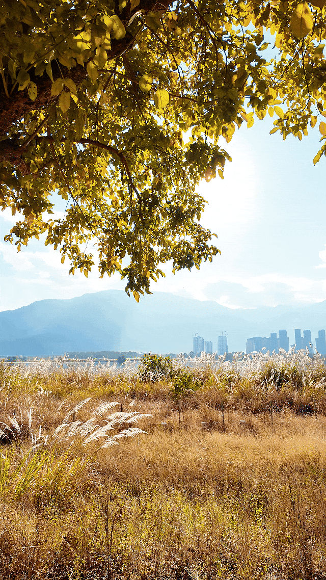 超出片!闽侯江滨这片芦苇荡美到心巴上