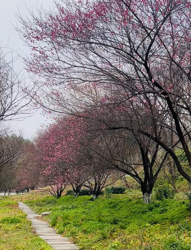 武汉梅花已悄然初绽，景区：已开三成，比去年提前近1个月，预计春节进入最佳赏花期