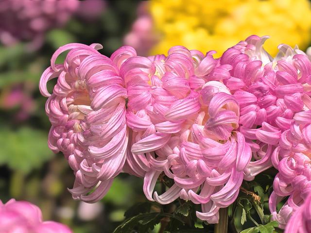 到红螺寺看室内菊花展：主打一个温暖清新