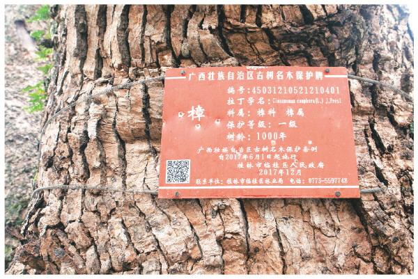 花桥｜桂林故事 隆家村人一个世纪的护樟情怀