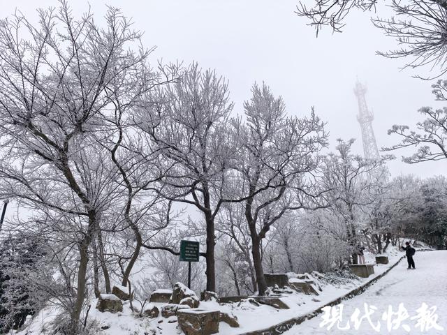 一夜白头！紫金山“千树万树梨花开”