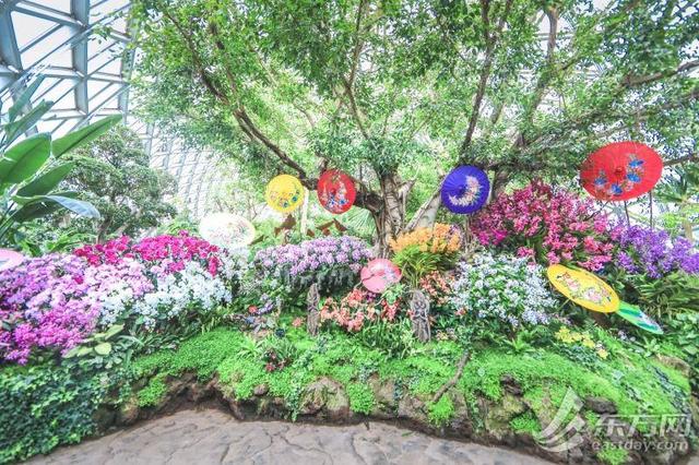 超浪漫！辰山植物园兰花多样性展示活动上线 全球珍兰集中亮相